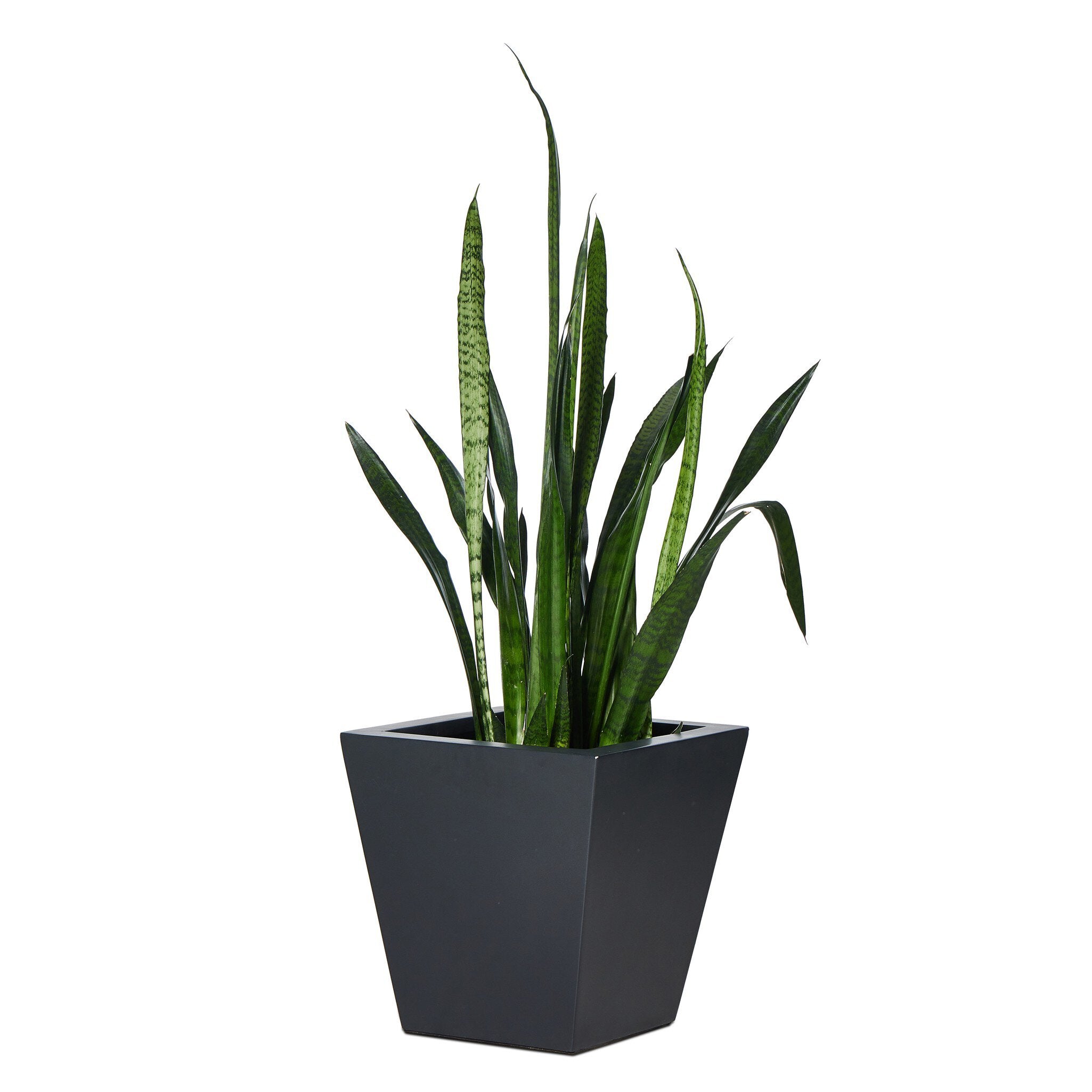 Four Hands Koto Planter — Black Concrete