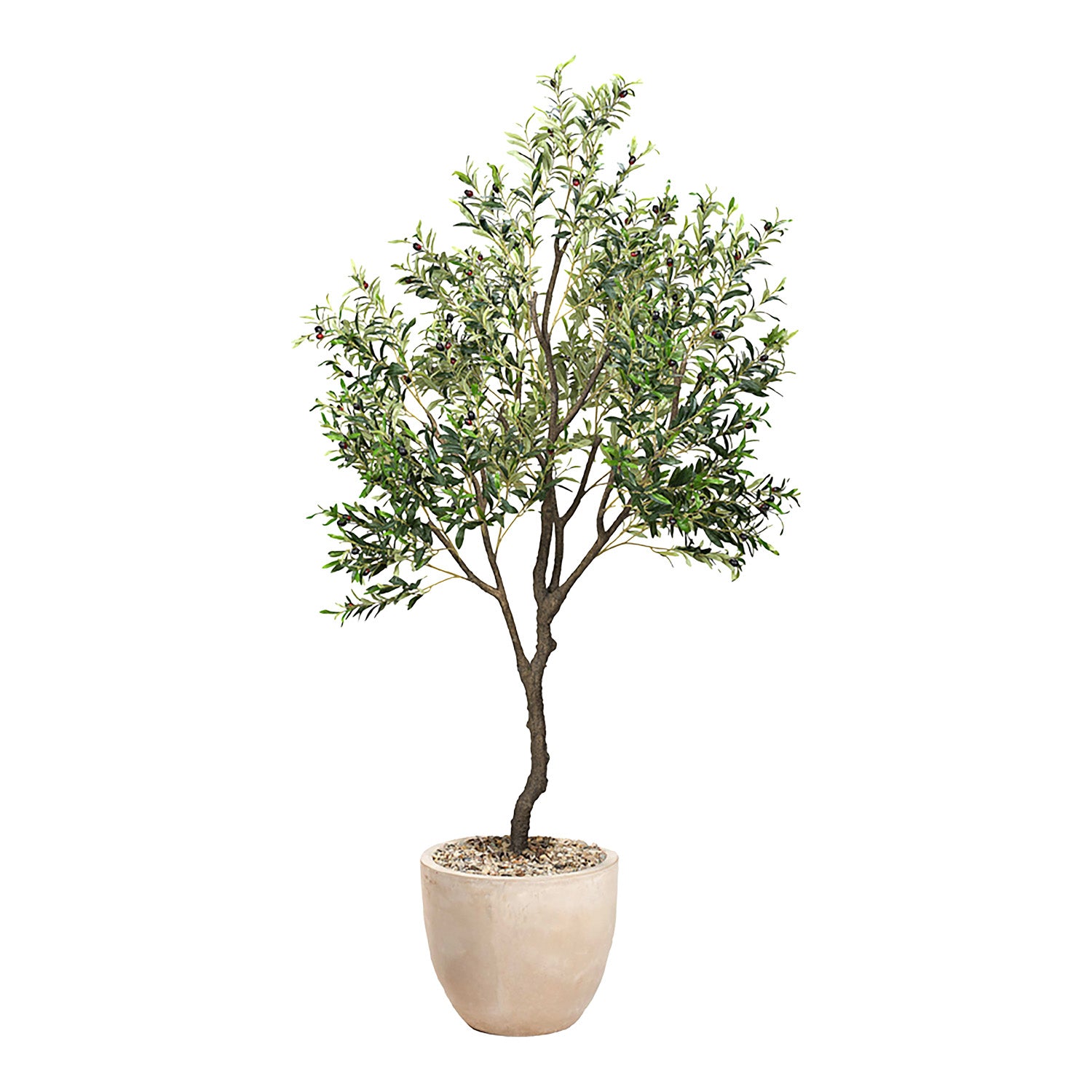 DW Silks Olive Tree 8′ — Grove Planter