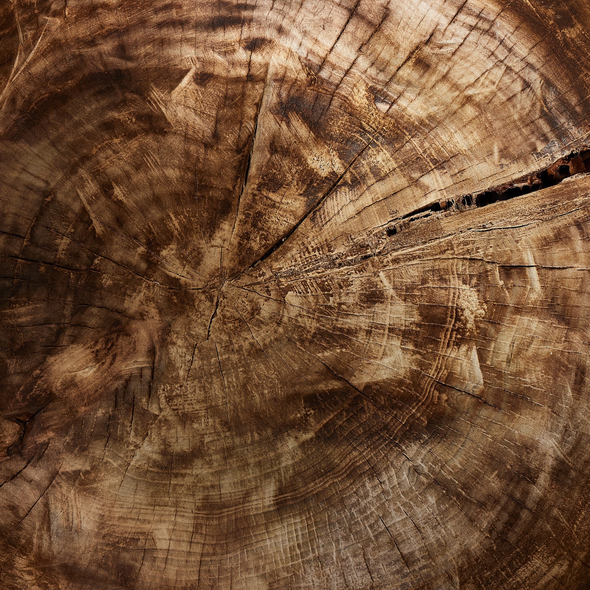 Four Hands Tazia Bowl — Burnt Reclaimed