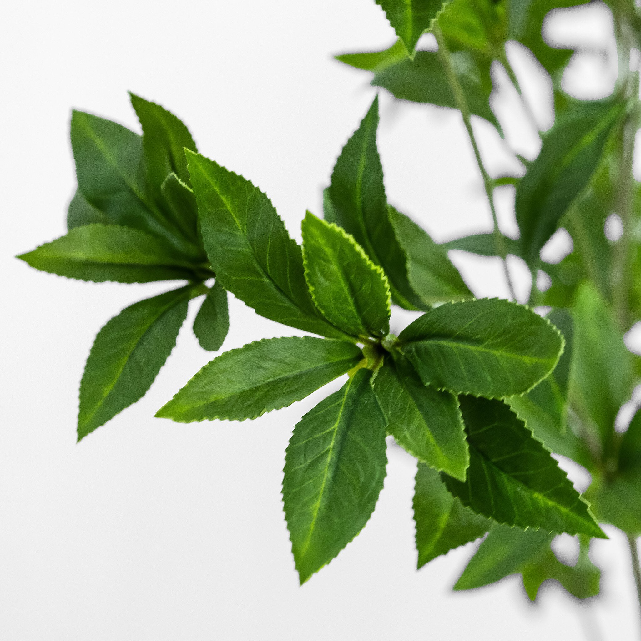 Four Hands Faux Pieris Tree — Faux Pieris Tree-8'