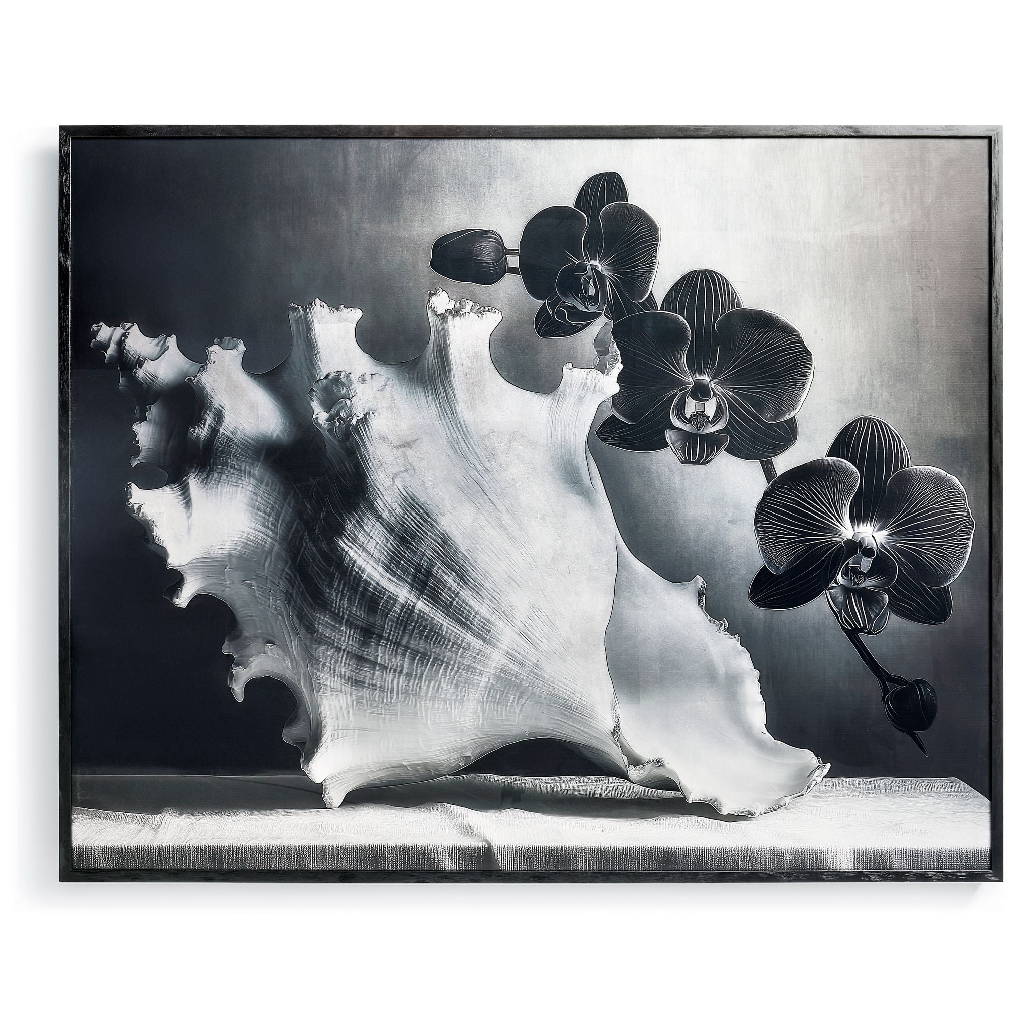 Jonathan Charles Silver Conch